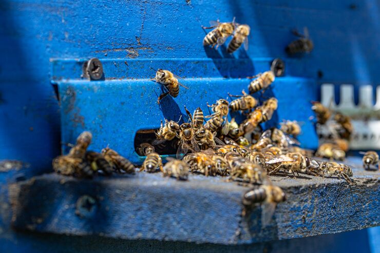 close up bee swarm wooden hive apiary 169016 12292