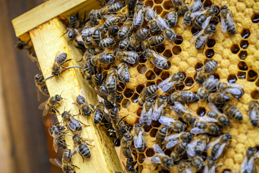 closeup shot many bees honeycomb frame making honey