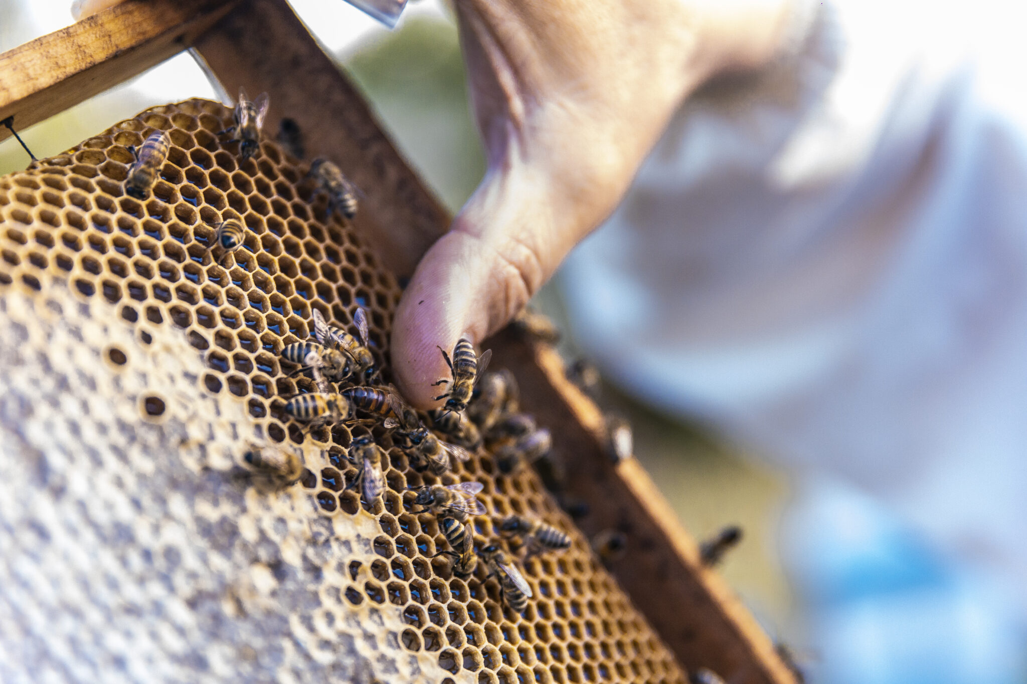 honey bees walking wooden bee hives