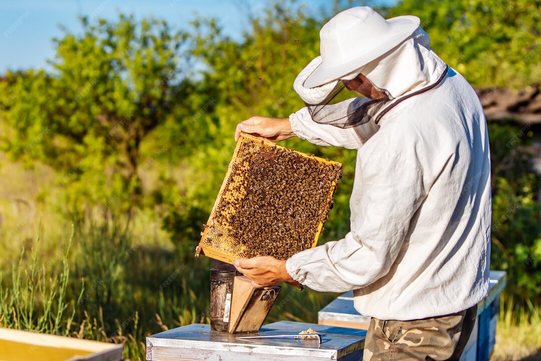 man shows wooden frame with honeycombs background green grass garden 116317 5149